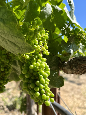 Solstice 2022 - Roussanne berries Solstice 2022 - Roussanne berries