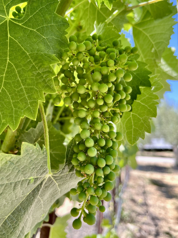 Solstice 2022 - Mourvedre berries Solstice 2022 - Mourvedre berries