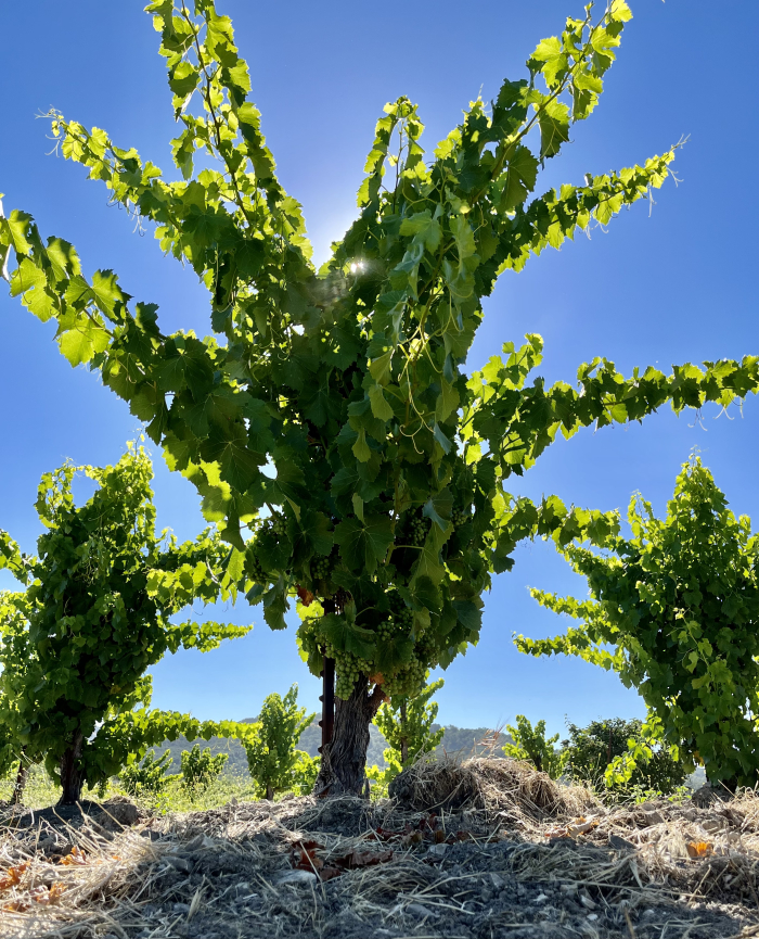 Solstice 2022 - Grenache vine Solstice 2022 - Grenache vine
