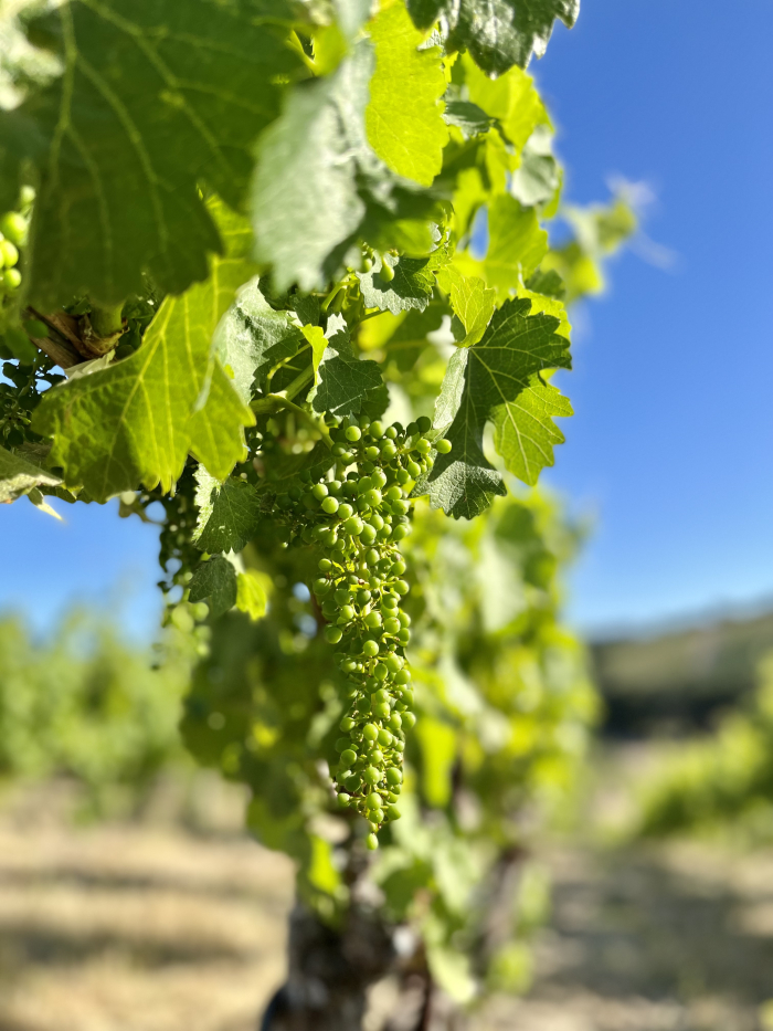 Fruit Set 2022 - Syrah Fruit Set 2022 - Syrah