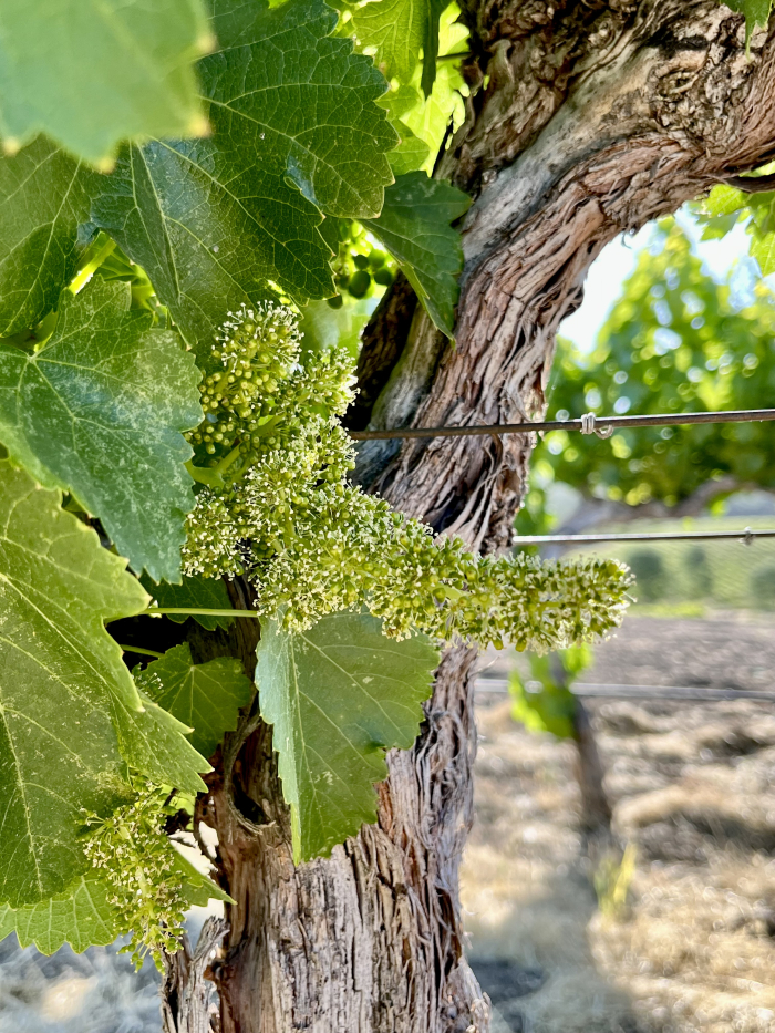 Flowering 2022 - Roussanne Flowering 2022 - Roussanne