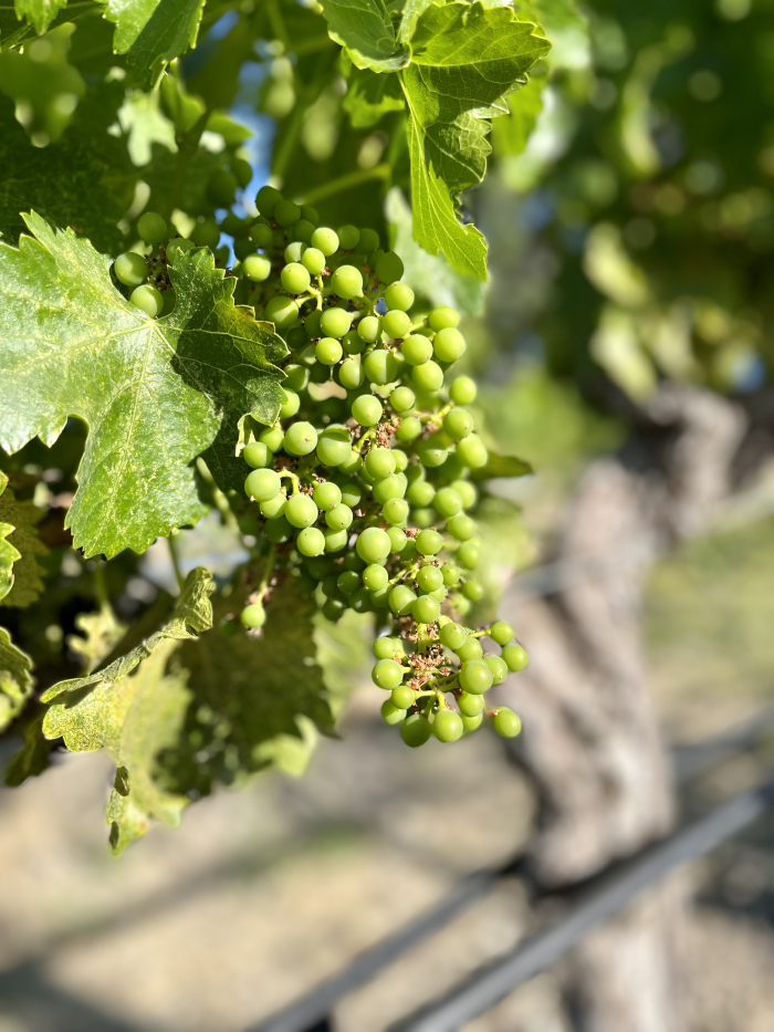 Fruit Set 2022 - Grenache Fruit Set 2022 - Grenache