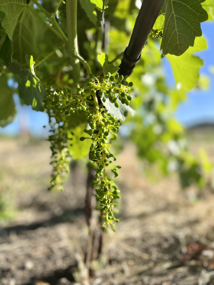 Fruit Set 2022 - Viognier Fruit Set 2022 - Viognier