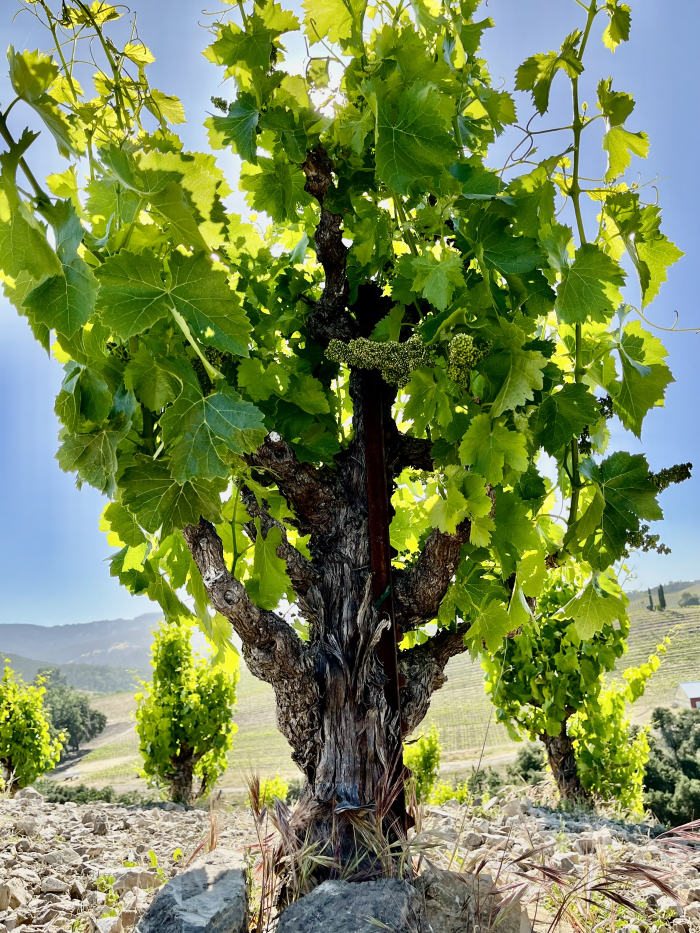 Scruffy Hill Grenache closeup Scruffy Hill Grenache closeup