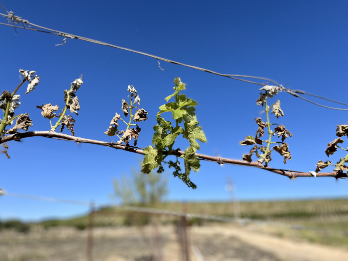May 2022 Frost - Syrah May 2022 Frost - Syrah