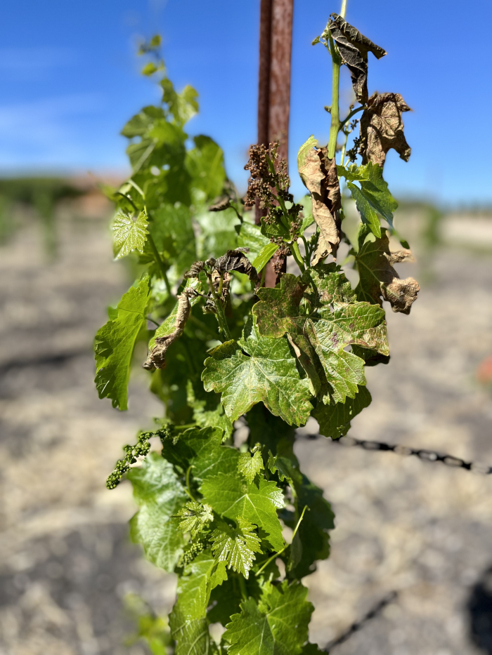 May 2022 Frost - Cinsaut May 2022 Frost - Cinsaut