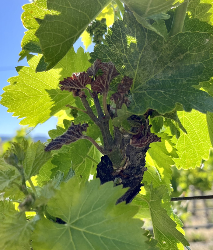 April 2022 Frost - Grenache April 2022 Frost - Grenache