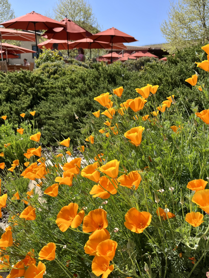 Wildflowers 2022 - Poppies Wildflowers 2022 - Poppies