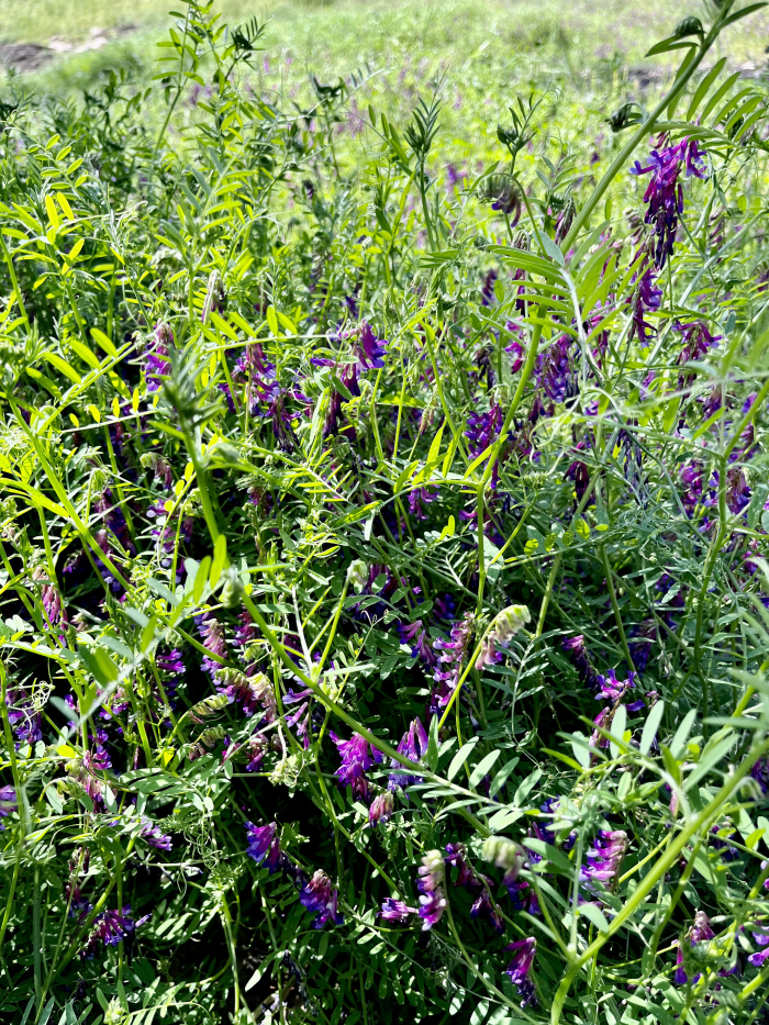 Wildflowers 2022 - Vetch Wildflowers 2022 - Vetch