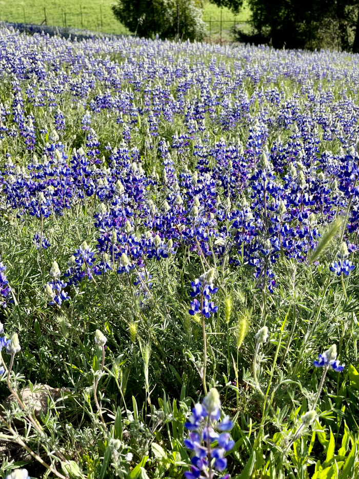 Wildflowers 2022 - Lupine Wildflowers 2022 - Lupine