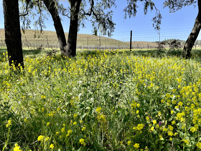 Wildflowers 2022 - Mustard Wildflowers 2022 - Mustard