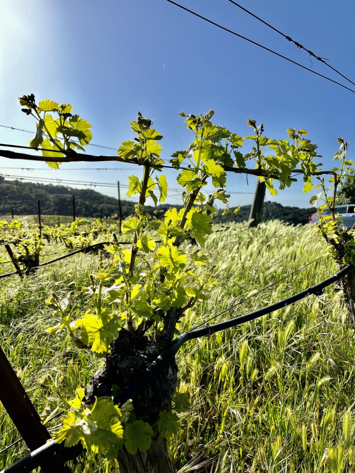 Wildflowers 2022 - Viognier Wildflowers 2022 - Viognier