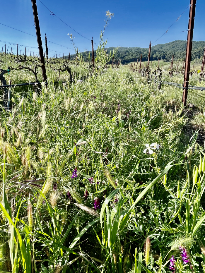 Wildflowers 2022 - Mixed Cover Crop Wildflowers 2022 - Mixed Cover Crop