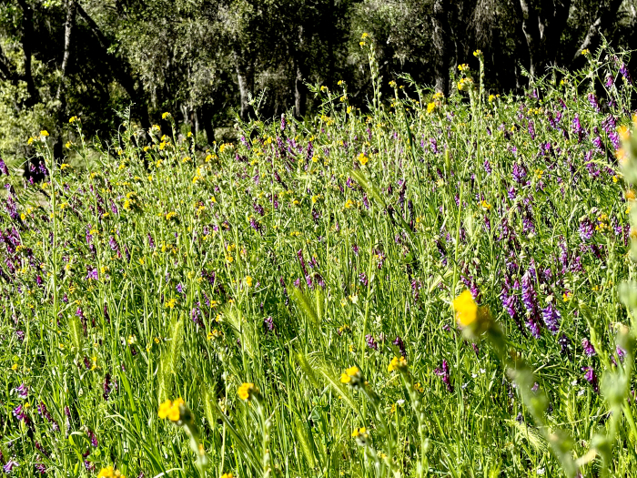Wildflowers 2022 - Riot Wildflowers 2022 - Riot