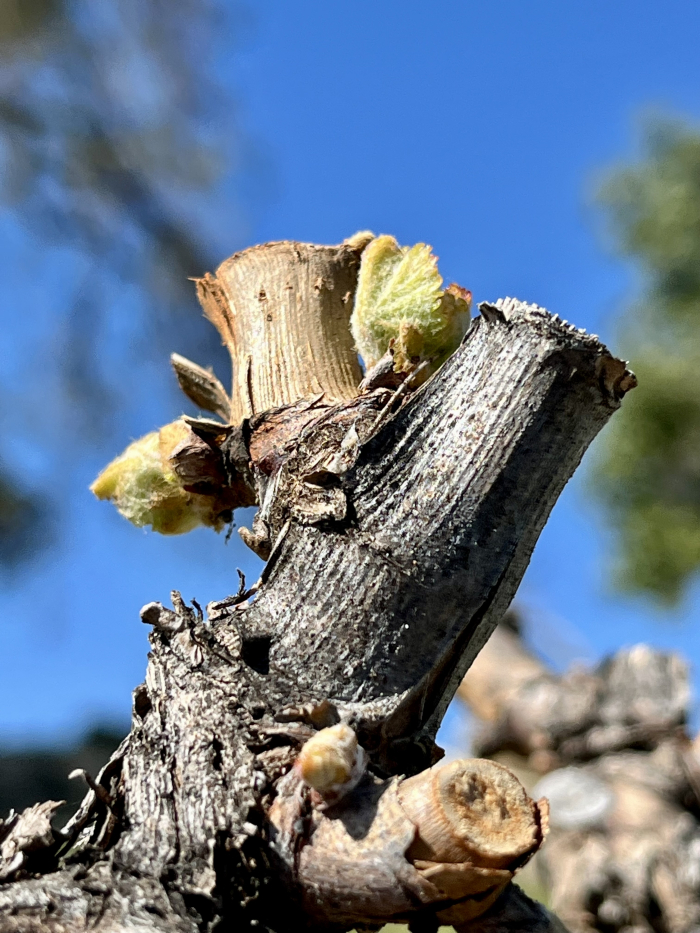 Budbreak 2022 - Grenache Budbreak 2022 - Grenache