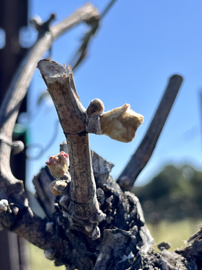 Budbreak 2022 - Viognier Budbreak 2022 - Viognier
