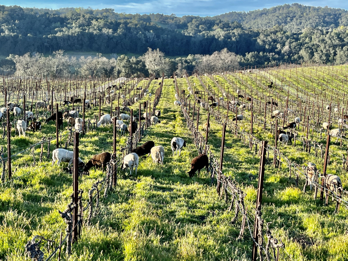 Budbreak 2022 - Sheep in Mourvedre Budbreak 2022 - Sheep in Mourvedre