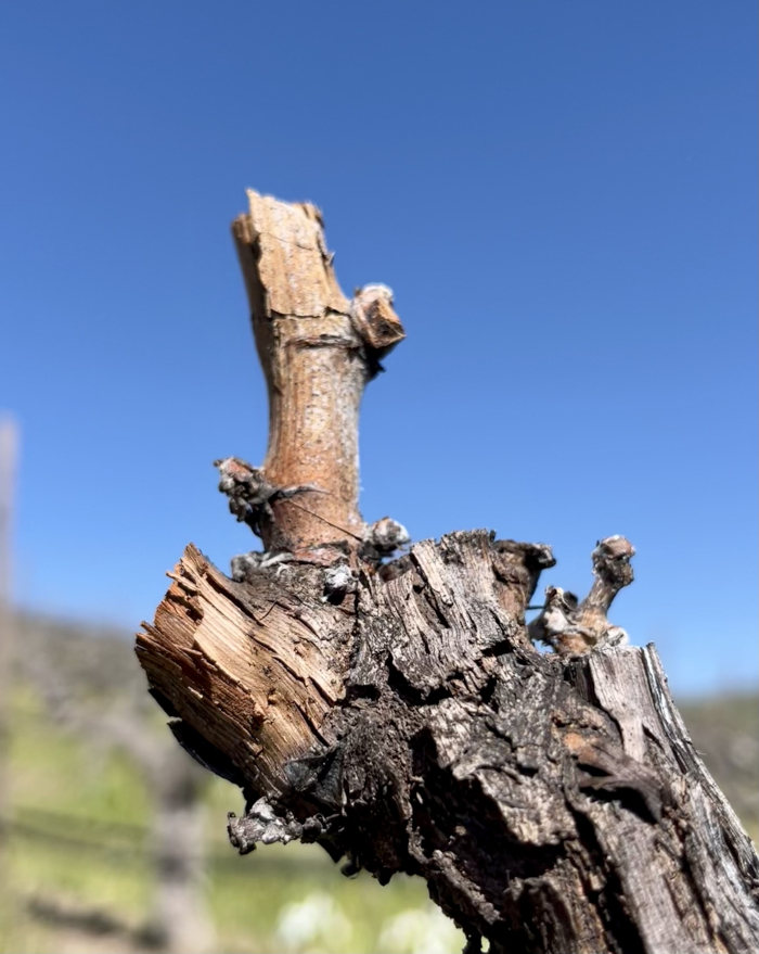 Budbreak 2022 - Dormant Grenache Budbreak 2022 - Dormant Grenache