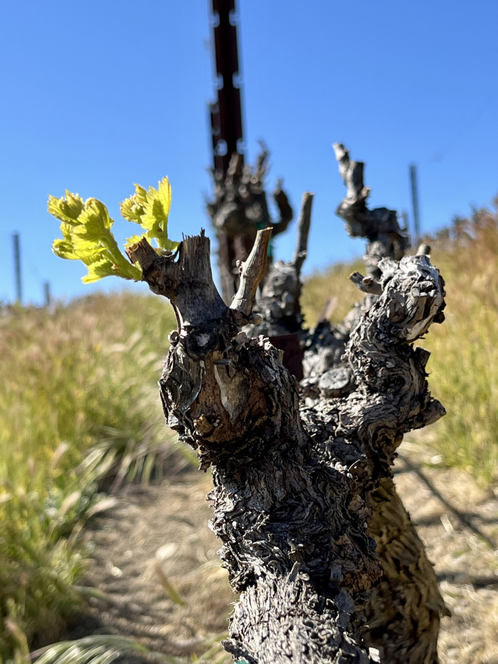 Budbreak 2022 - Grenache Blanc Budbreak 2022 - Grenache Blanc