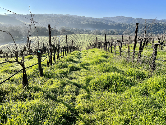 Green Vineyard February 2022 Green Vineyard February 2022