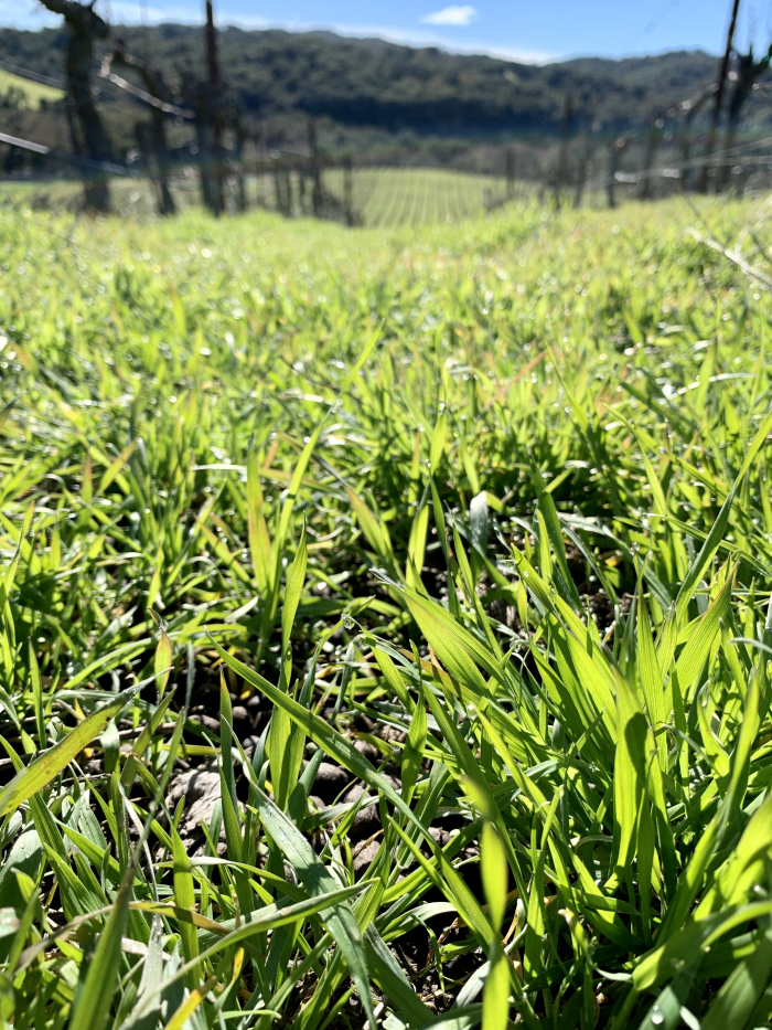 Tall grass and sheep manure Tall grass and sheep manure