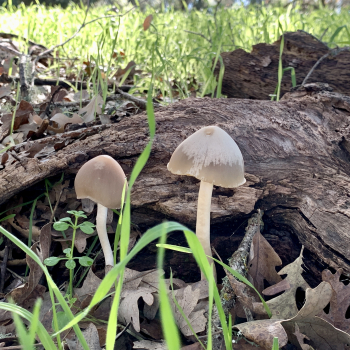 Mushrooms Mushrooms