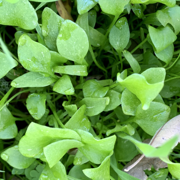 Miners Lettuce Miners Lettuce