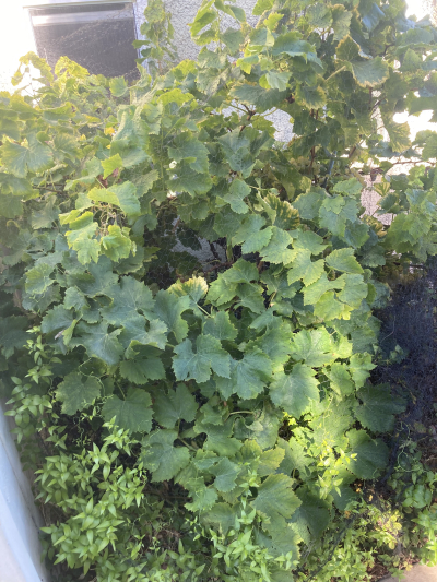 Big vine Big vine