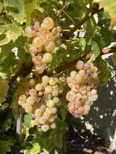 Roussanne grapes Roussanne grapes
