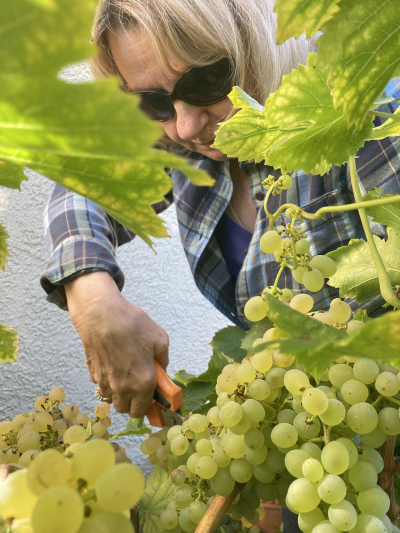 Roussanne - Mom - Harvest Roussanne - Mom - Harvest