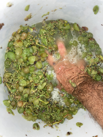 Crushing Roussanne Crushing Roussanne