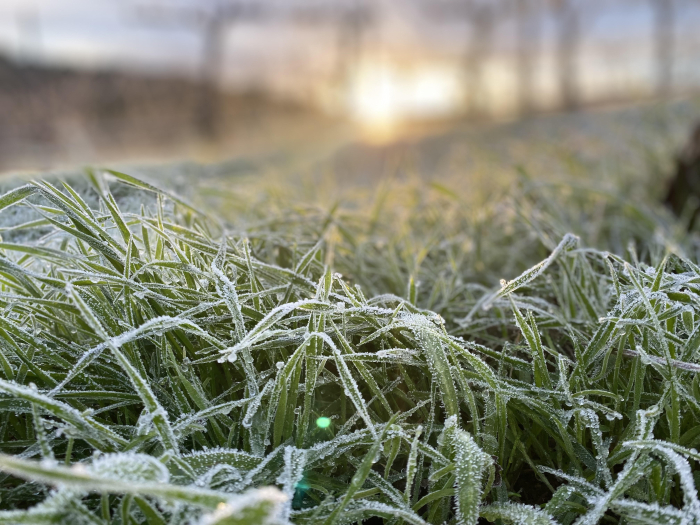 Grass Grass