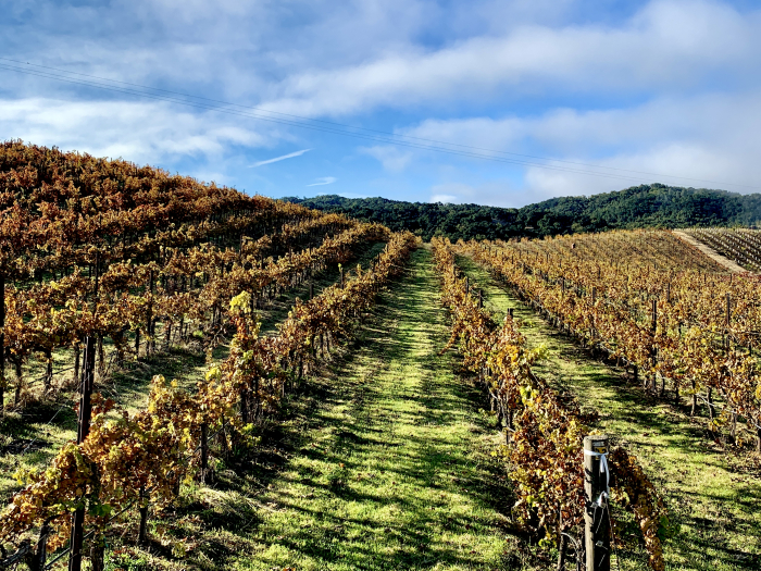 Newly green vineyard Newly green vineyard