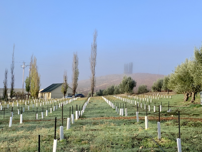 Fog lifting over new planting Fog lifting over new planting