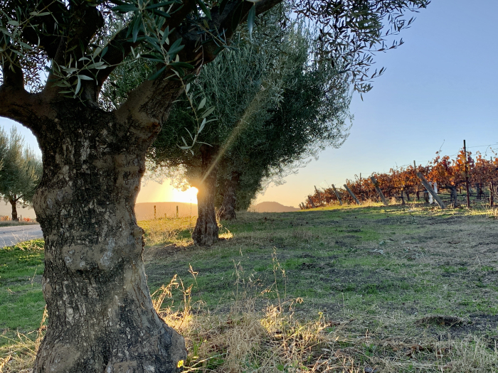 Sunset through olive trees Sunset through olive trees