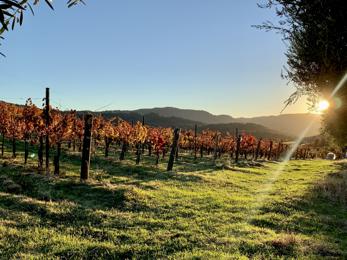 Sunset over Syrah Sunset over Syrah
