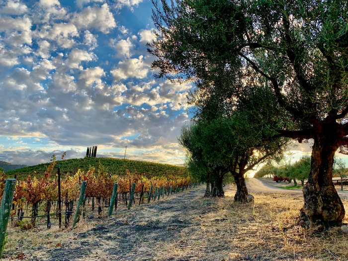 View between Mourvedre and olive trees View between Mourvedre and olive trees