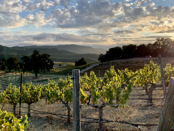 Looking west through oldest Grenache block Looking west through oldest Grenache block