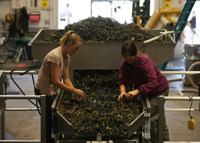 Jennifer Wootten and Lauren Danna sorting grapes Jennifer Wootten and Lauren Danna sorting grapes