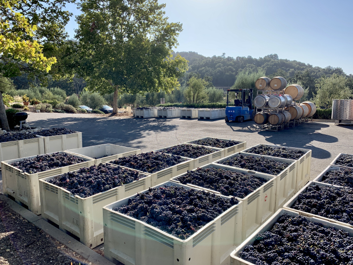 2021 Bins of Mourvedre 2021 Bins of Mourvedre