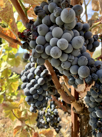 Mourvedre clusters Mourvedre clusters