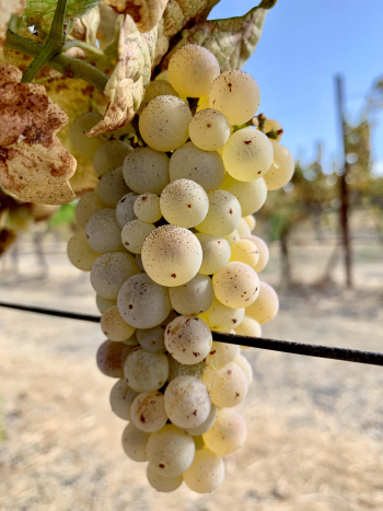 Roussanne cluster Roussanne cluster
