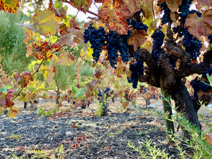Last of head-trained Mourvedre on the vine Last of head-trained Mourvedre on the vine