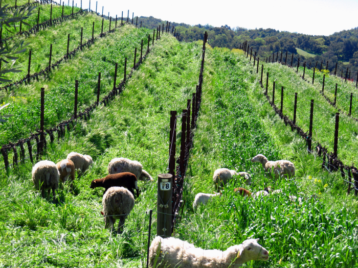 Losing the sheep in the cover crop - Roussanne block Losing the sheep in the cover crop - Roussanne block