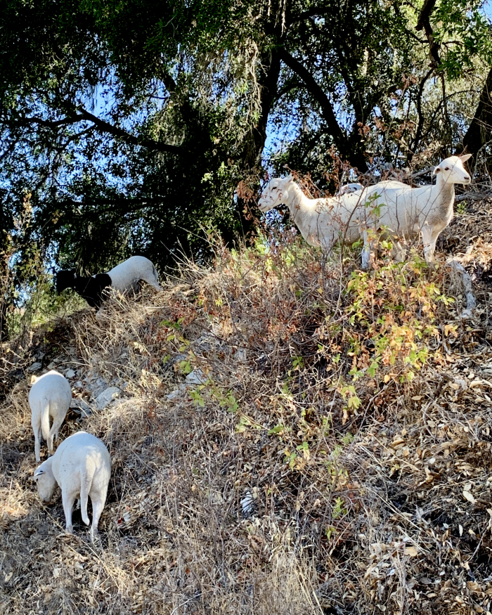 Sheep grazing on poison oak Sheep grazing on poison oak