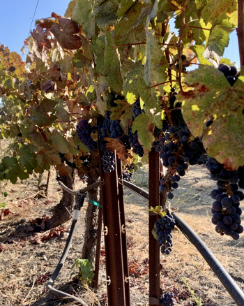 Tannat on the Vine 2021 Tannat on the Vine 2021