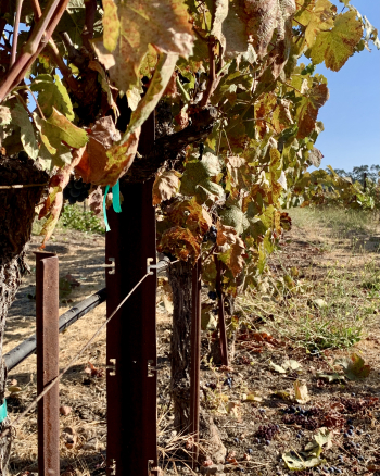 Tannat Picked 2021 Tannat Picked 2021