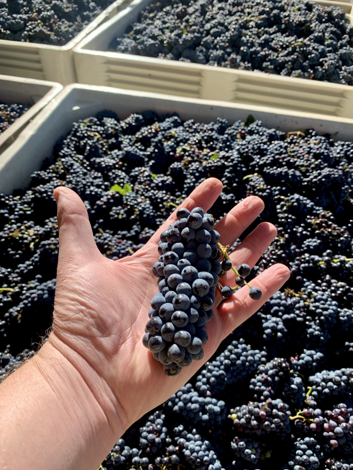 Syrah in bin and hand Syrah in bin and hand