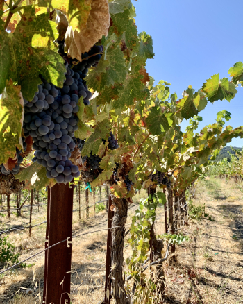 Mourvedre on the vine Mourvedre on the vine