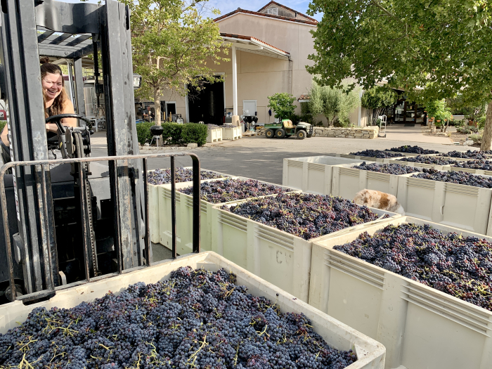 Crushpad with Grenache Crushpad with Grenache